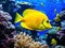 Tropical yellow tang aquarium fish