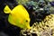 Tropical yellow tang aquarium fish