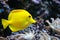 Tropical yellow tang on a coral reef