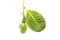 Tropical Young Cashew fruits on white background