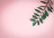 Tropical zamioculcas branch  with leaves on pink background with copy space