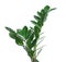 Tropical Zamioculcas leaves isolated