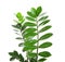 Tropical Zamioculcas leaves isolated