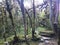 Tropics in a dense green forest on a cloudy day. Boxwood without leaves, destroyed by a butterfly box tree moth cudalima