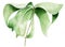 Tropics leaf watercolor single isolated element