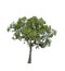 Tropics and subtropics tree isolated