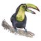 tropics  toucan bird black color watercolor hand drawn sketch