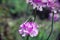 Tropinota hirta hairy beetle on Armeria pink flower