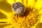 Tropinota hirta insect on yellow flower macro