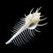 Troschel\'s Murex or Venus Comb murex seashell