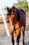 Trotteur francais trotter horse gelding outdoor