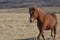 Trotting Chestnut Horse in a Field