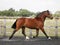 Trotting Horse