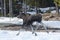Trotting moose