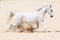 Trotting white lusitano horse