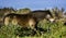 Trotting Wild Exmoor Pony