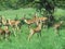 A troupe of Impala buckwith youngsters.