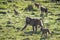 Troupe of olive baboons walking through the green grassland of the Masai Mara, kenya, in afternoon sunshine