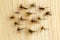 Trout Artificial Fishing Dry Flies on a Wooden Background