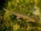 Trout in Clear Creek