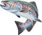 Trout Fish Illustration. Colorful Illustration with details