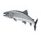 Trout Fish Vector Greyscale
