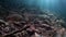 Trout fishing underwater in stream of water of Lena River in Siberia of Russia.