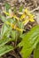Trout-lily Blooming in the Spring