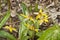 Trout-lily Blooming in the Spring