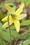 Trout-lily Blooming in the Spring