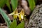 Trout Lily Blossoms On The Forest Floor In Springtime