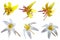 Trout Lily Set