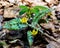 Trout Lily â€“ Erythronium americanum