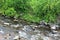 Trout River Stream, Franklin County, Malone, New York, United States