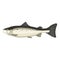 Trout seafood icon, freshwater salmon family fish