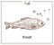 Trout sketch fish vector icon of salmon