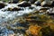 Trouts go for spawning upstream. Generative AI