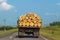 Truck with birch logs