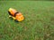 Truck cement concrete mixer plastic toy on the grass