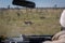 Truck driver watches cheetah cubs through windscreen