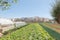 Truck farm where they grow sallad, onion, potato, tomato and collard