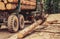 Truck loading wood in the forest. Felling of trees,cut trees , forest cutting area, forest protection concept