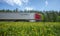 A truck with a red cab rushes along the road along the forest, the roadside is covered with yellow dandelions