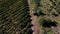 Truck among rows of vineyard before harvesting