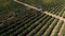 Truck among rows of vineyard before harvesting