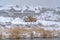 Truck on the snowy lake shore in Daybreak Utah