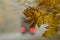 A truck with stop lamps on a foggy autumn road with maple leaves in the foreground