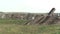 Truck with a trailer draped waste from the construction of brick, concrete and clay into the landfill, where the meadow