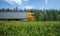 A truck with a yellow cab rushes along the road along the forest, the roadside is covered with yellow dandelions