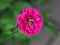 True Beauty of the pink Zinnia flower